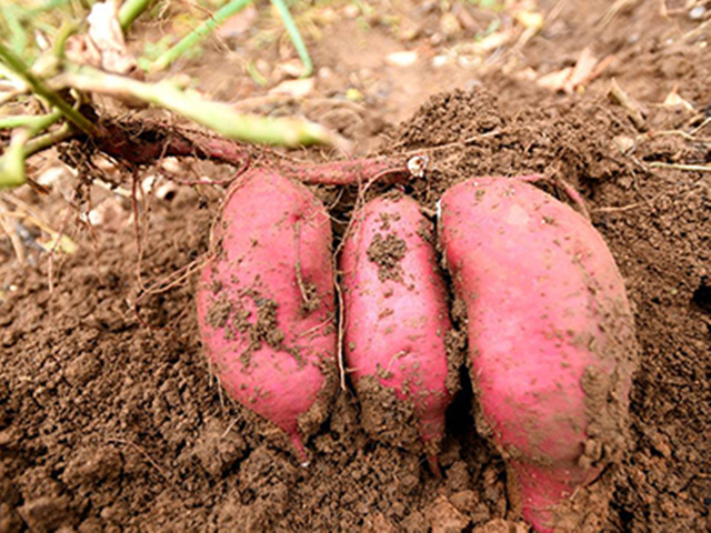 一条龙脉一般结几个穴? 一条龙脉一般结几个穴?