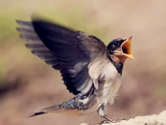 葬法上鸟儿葬口是横葬还是竖葬? 葬法上鸟儿葬口是横葬还是竖葬?