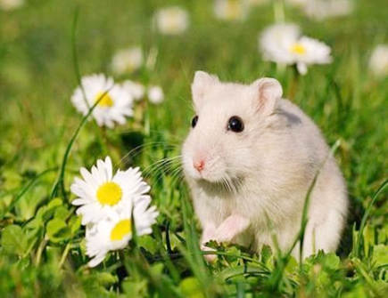 鼠爸爸和蛇妈妈生什么宝宝好