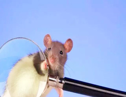 鼠爸爸和猪妈妈生什么宝宝好