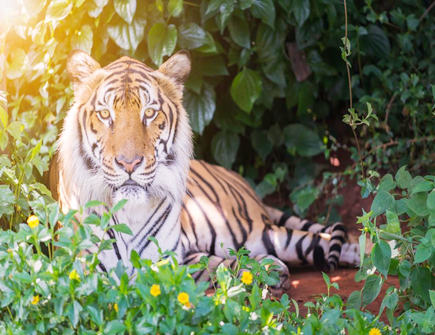 虎爸爸和鼠妈妈生什么宝宝好