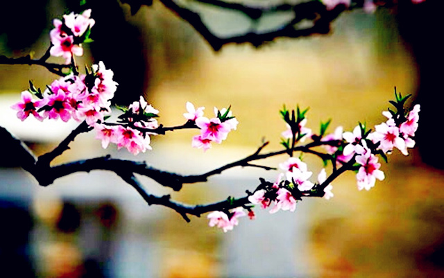 什么样的地方适合布置桃花局？