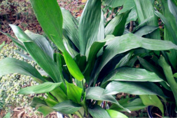 别墅卫生间养什么植物风水好 别墅卫生间养什么植物风水好