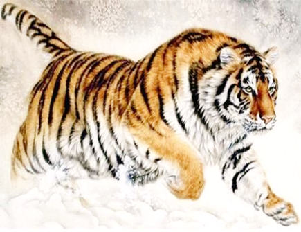 虎爸爸和猪妈妈生什么宝宝好