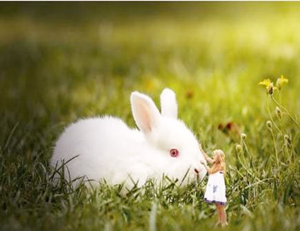 兔爸爸和虎妈妈生什么宝宝好 兔爸爸和虎妈妈生什么宝宝好