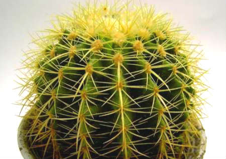 带刺的植物风水有什么禁忌