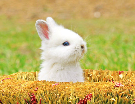 兔爸爸和羊妈妈生什么宝宝好