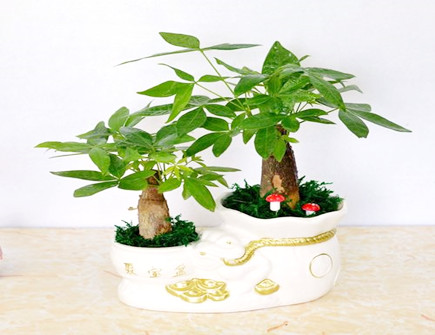 2021年十二生肖养什么植物旺财 2021年十二生肖养什么植物旺财