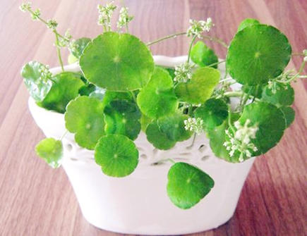 2021年十二生肖养什么植物旺财 2021年十二生肖养什么植物旺财