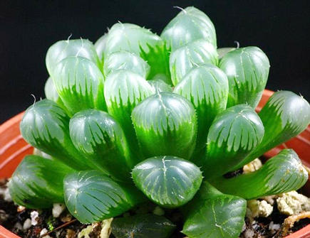 2021年十二生肖养什么植物旺财 2021年十二生肖养什么植物旺财