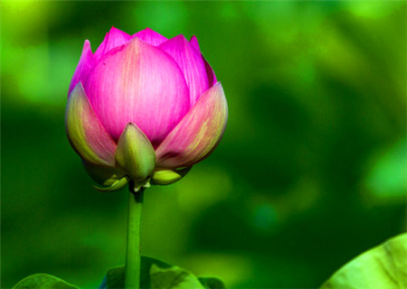 八字格局清纯是什么样的 八字格局清纯是什么样的