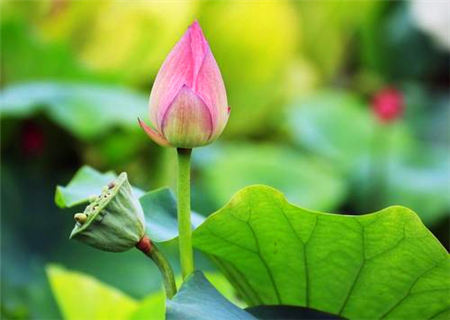 喜庆连连的八字特征 喜庆连连的八字特征