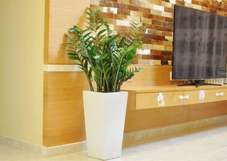 阳台种什么植物最旺风水 阳台种什么植物最旺风水