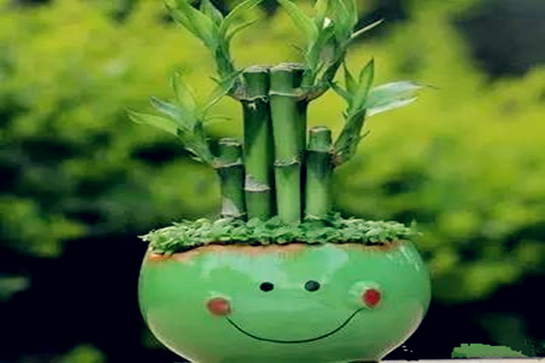 办公室养富贵竹风水禁忌 办公室养富贵竹风水禁忌