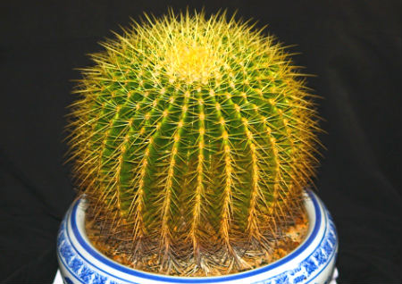 办公室忌讳放什么植物 办公室忌讳放什么植物