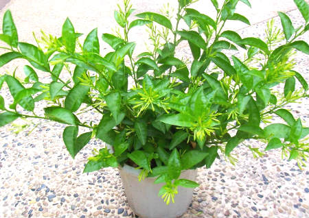 办公室忌讳放什么植物 办公室忌讳放什么植物