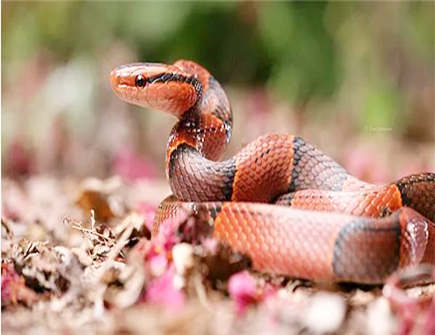 蛇爸爸和虎妈妈生什么宝宝好 蛇爸爸和虎妈妈生什么宝宝好