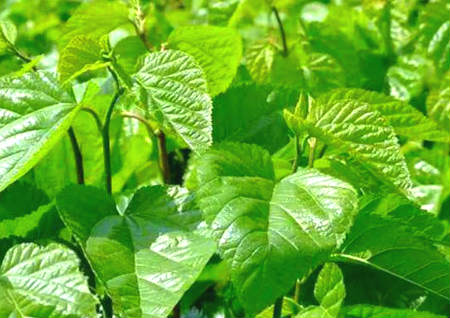 坟墓旁边种什么树比较好 坟墓旁边种什么树比较好