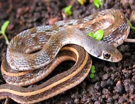 蛇爸爸和龙妈妈生什么宝宝好