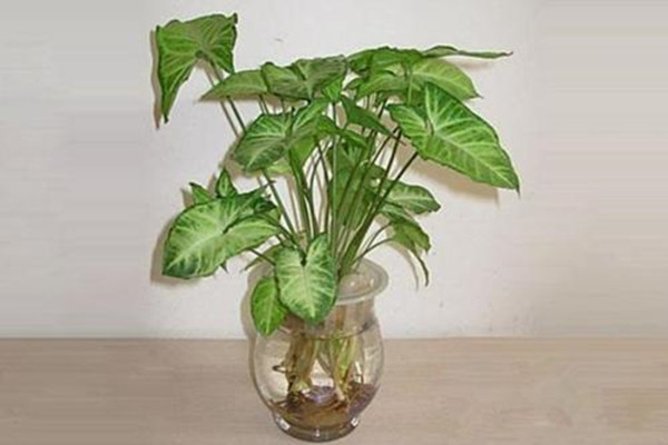 客厅宜养植物 客厅宜养植物