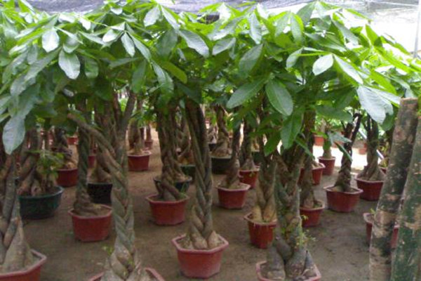 客厅宜养植物 客厅宜养植物