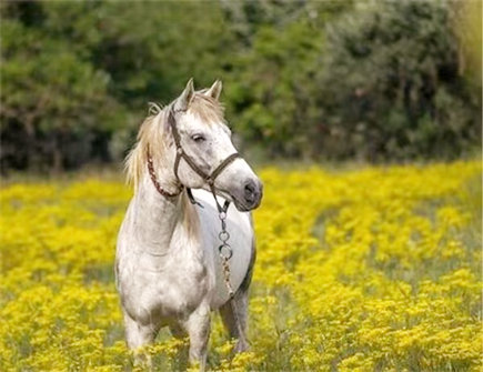 马爸爸和鼠妈妈生什么宝宝好 马爸爸和鼠妈妈生什么宝宝好