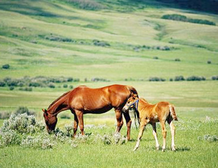 马爸爸和马妈妈生什么宝宝好