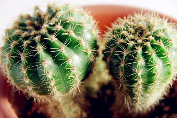 八种东西买回家会带来晦气 八种东西买回家会带来晦气