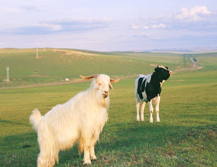 羊爸爸和牛妈妈生什么宝宝好 羊爸爸和牛妈妈生什么宝宝好
