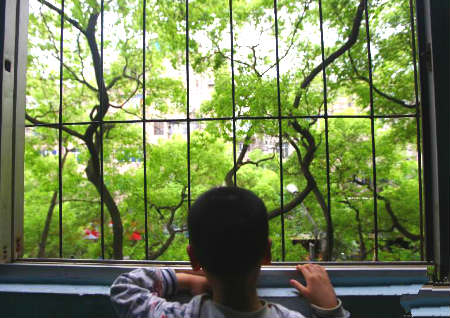 窗户外有大树风水好不好 窗户外有大树风水好不好