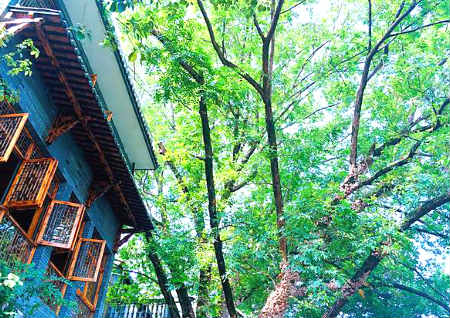 窗户外有大树风水好不好 窗户外有大树风水好不好