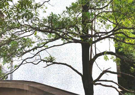 窗户外有大树风水好不好 窗户外有大树风水好不好