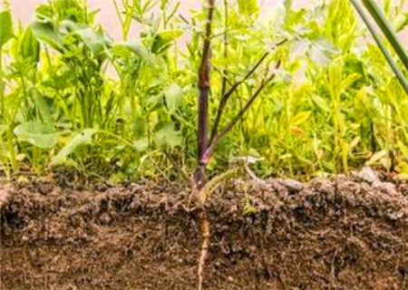 八字藏干的意义