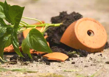 家里忌讳摆放的东西 家里忌讳摆放的东西.jpg