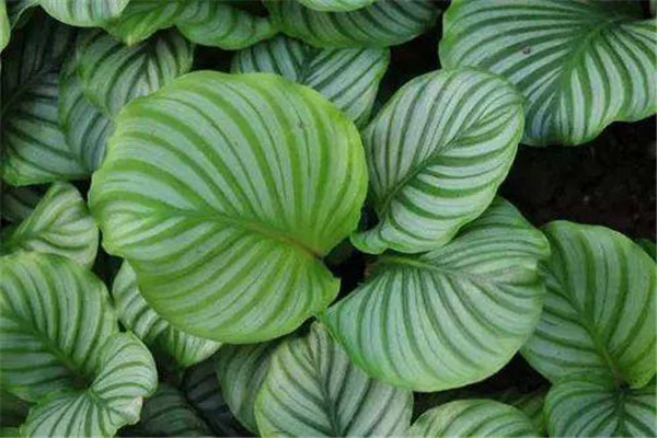 电梯对大门怎么办 电梯对大门怎么办g