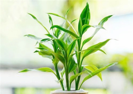 金命人适合养什么植物 金命人适合养什么植物