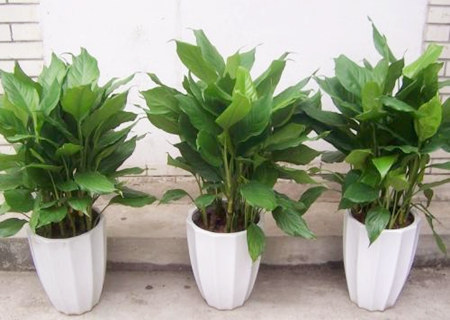 水命人适合养什么植物 水命人适合养什么植物