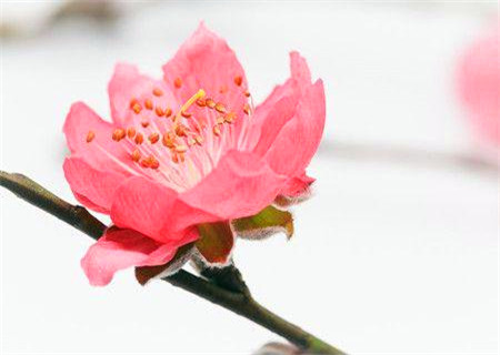 易招烂桃花的女命八字 易招烂桃花的女命八字