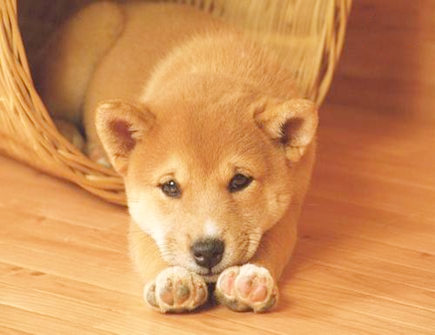 狗爸爸和兔妈妈生什么宝宝好