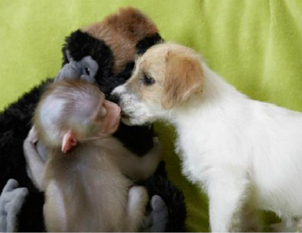 狗爸爸和猴妈妈生什么宝宝好