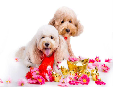 狗爸爸和狗妈妈生什么宝宝好