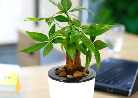 办公桌上摆放什么旺财 办公桌上摆放什么旺财