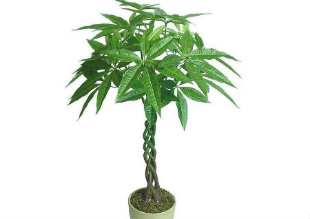 门前种什么树最旺财旺人