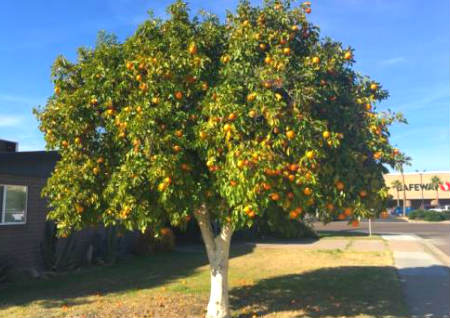 门前种什么树最旺财旺人