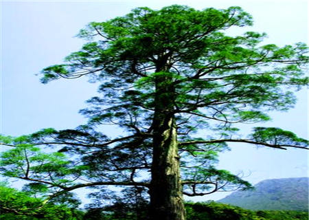 松柏木的男命事业如何