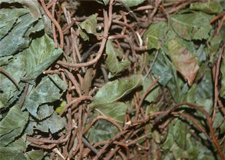 平地木命的女命怎么样
