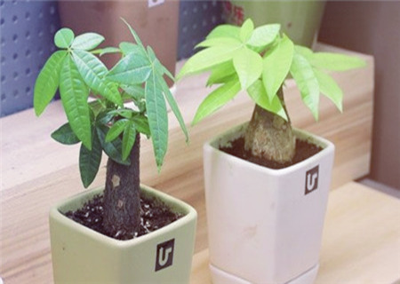 公司前台摆发财树好吗 公司前台摆发财树好吗