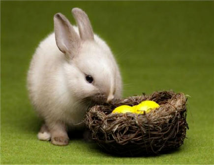 属兔2021年二月运势 属兔2021年二月运势