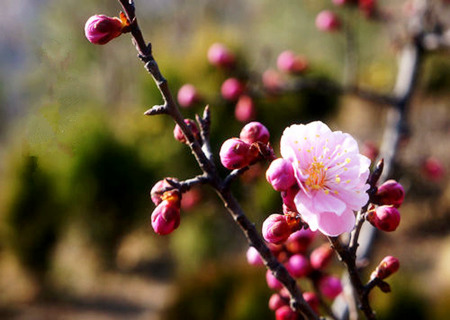 斩桃花防小三的风水摆件 斩桃花防小三的风水摆件