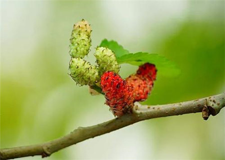 桑拓木命之人整体运势 桑拓木命之人整体运势